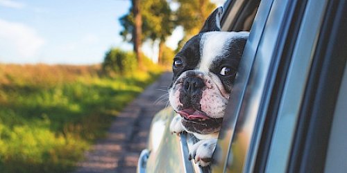 dog with head outside car window