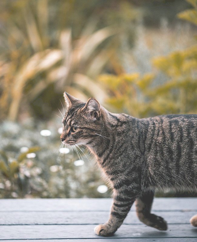 Cat walking on table