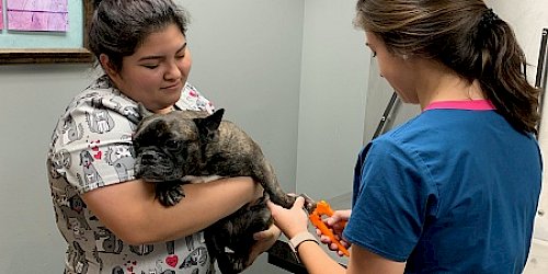 Vet treating cat